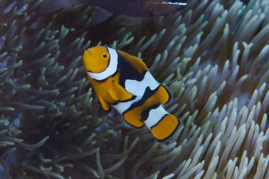 Eastern Anemonefish Amphiprion percula clipart