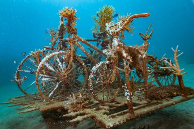 Yapay Mercan Resifi Su Altında Bali