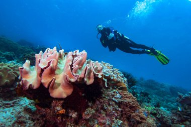 Deri mercan sarcophyton sp.