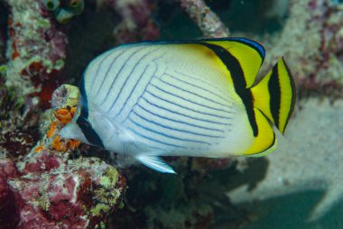 Boş Kelebek Balığı Chaetodon vagabundus