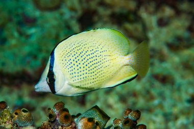 Kelebek balığı Chaetodon Citrinellus