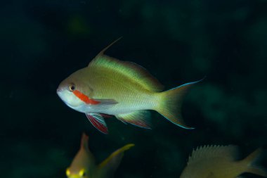 İplik ucu Anthias Pseudanthias Huchti