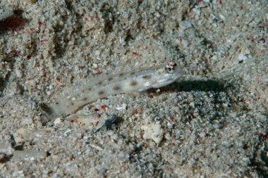 Soluk Karides-goby Ctenogobiops feroculus