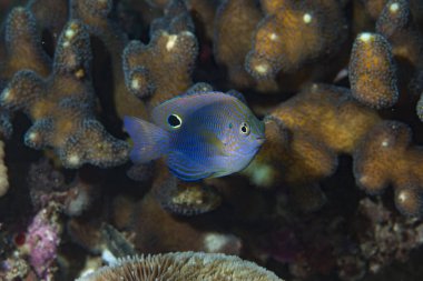 Mavi Karalanmış Küçük Hanım Pomacentrus nagasakiensis