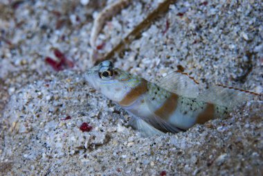 Göz Kuşu Karides-Goby Amblyeleotris Sp2