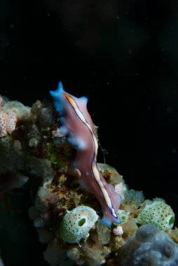 Pseudoceros bifurcus Flatworm Endonezya