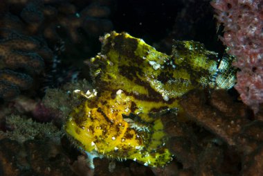 Yaprak Akrep Balığı Taenianotus triacanthus