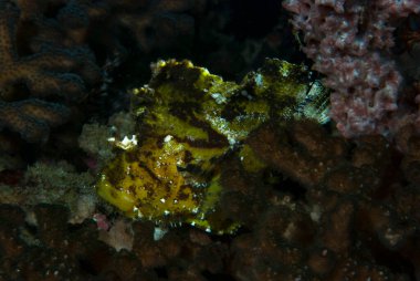 Yaprak Akrep Balığı Taenianotus triacanthus