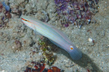Pembe Çizgili Goby Amblygobius decussatus