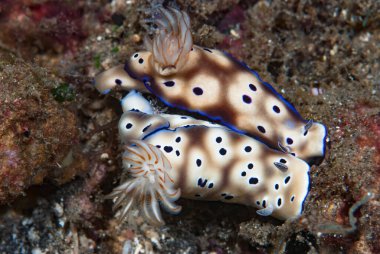 Hypselodoris tryoni Çıplak Endonezya