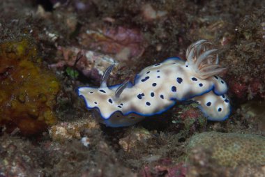 Hypselodoris tryoni Çıplak Endonezya