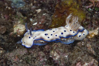 Hypselodoris tryoni Çıplak Endonezya