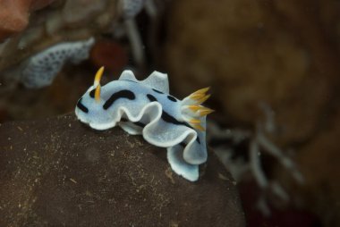 Kromodoris annae Çıplaklık Endonezya