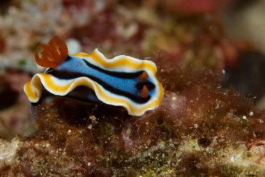 Kromodoris annae Çıplaklık Endonezya