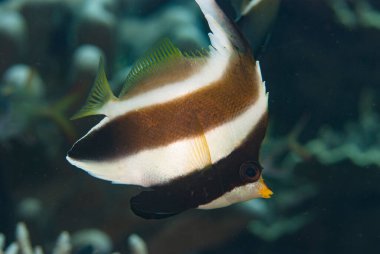 Pennant Bayrak Balığı Heniochus Krizostomus