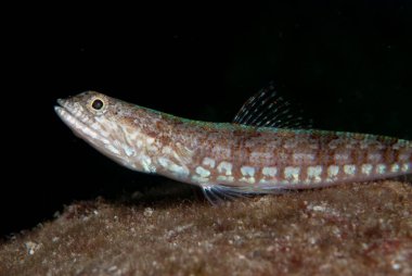 Resif kertenkelesi Synodus varyasyonu