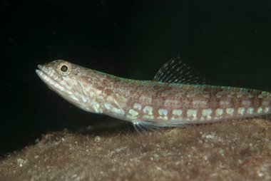 Resif kertenkelesi Synodus varyasyonu