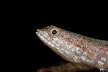 Resif kertenkelesi Synodus varyasyonu