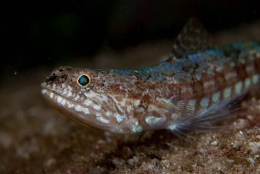 Resif kertenkelesi Synodus varyasyonu