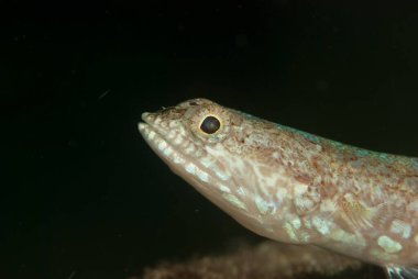 Resif kertenkelesi Synodus varyasyonu