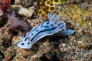 Kromodoris Willani Çıplak Endonezya