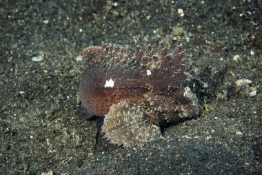 Uzun Omurgalı Yabanarısı (Paracentropogon longispinis) genellikle dalgaların hareketinin ölü bir yaprağa olan benzerliğini artırdığı sığ siyah kum koylarında yaşar.