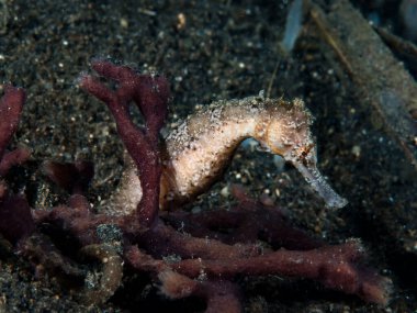 Bazı denizatları yumuşak mercanların, süngerlerin ya da sualtı bitkilerinin arasına saklanır..