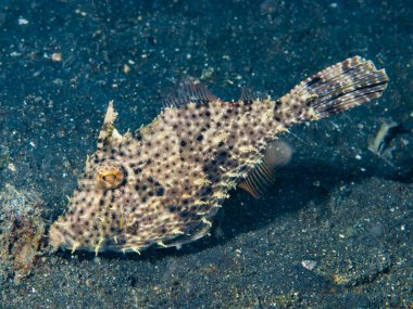 Benekli Filefish Pseudomonacanthus makrurus