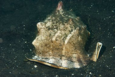 Miğfer Kabuğu Cassis cornuta