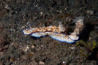 Hypselodoris tryoni Çıplak Endonezya