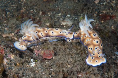 Hypselodoris tryoni Çıplak Endonezya
