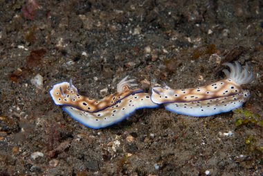 Hypselodoris tryoni Çıplak Endonezya
