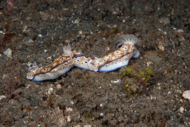 Hypselodoris tryoni Çıplak Endonezya