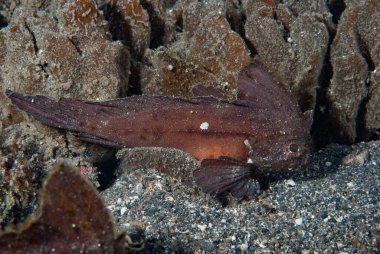 Dikenli Yaban Arısı Balığı (