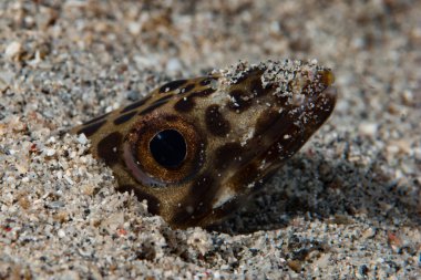Engellenmiş Kum Conger Poeciloconger fasciatus