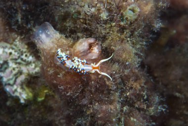 Kalori İndika Çıplaklık Endonezya