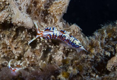 Kalori İndika Çıplaklık Endonezya