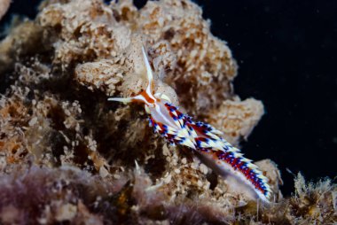 Kalori İndika Çıplaklık Endonezya