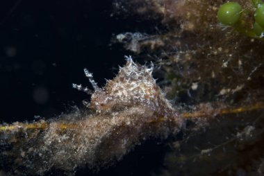 Bursatella cfr. leachi Endonezya