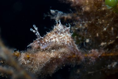 Bursatella cfr. leachi Endonezya