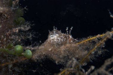 Bursatella cfr. leachi Endonezya