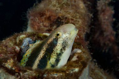Çizgi Noktası Harptail Blenny Meiacanthus gramerleri
