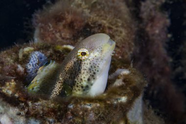 Çizgi Noktası Harptail Blenny Meiacanthus gramerleri