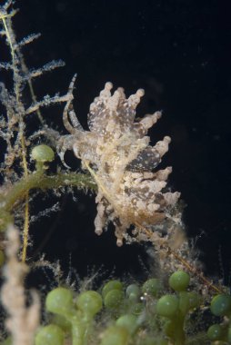 Phyllodesmium sp. Çıplak Endonezya