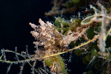 Phyllodesmium sp. Çıplak Endonezya