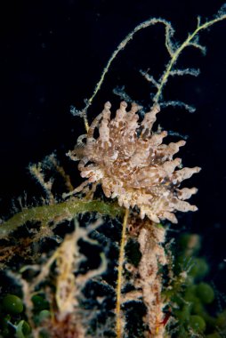 Phyllodesmium sp. Çıplak Endonezya