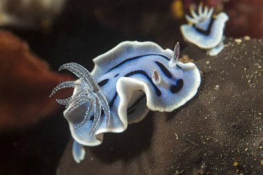 Kromodoris Willani Çıplak Endonezya