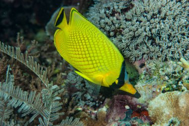 Ağlı Kelebek Balığı Chaetodon Piyangosu