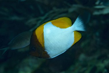 Piramit Kelebek Balığı Hemitaurichtys polylepis