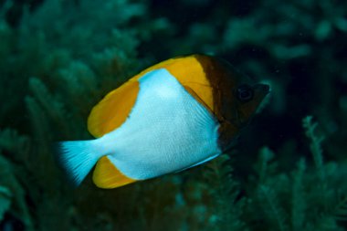 Piramit Kelebek Balığı Hemitaurichtys polylepis